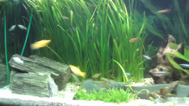 Pflanzen im Aquarium Becken 22390 von Daniel Brüninghaus (2)