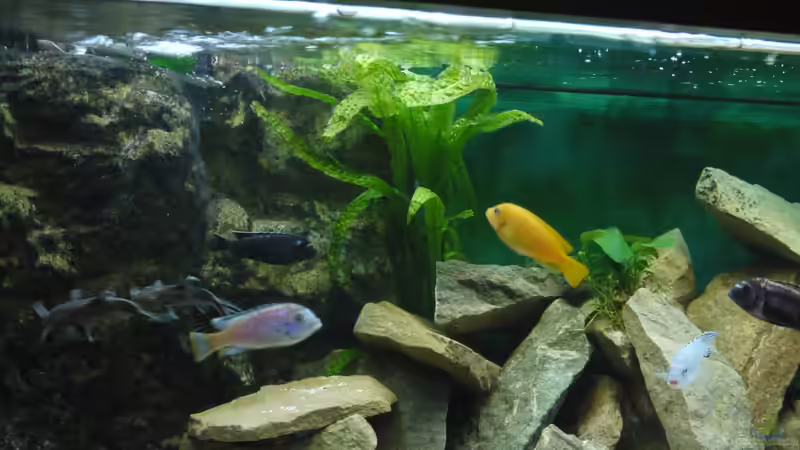 Pflanzen im Aquarium Becken 22405 von ehemaliger User (48)