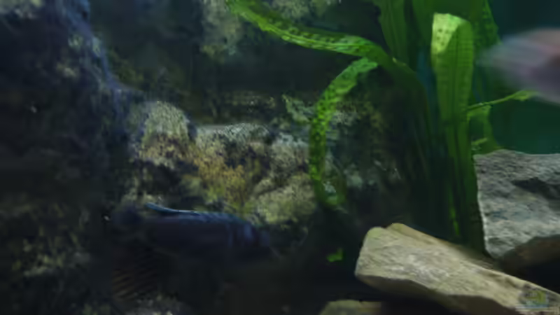 Pflanzen im Aquarium Becken 22405 von ehemaliger User (50)