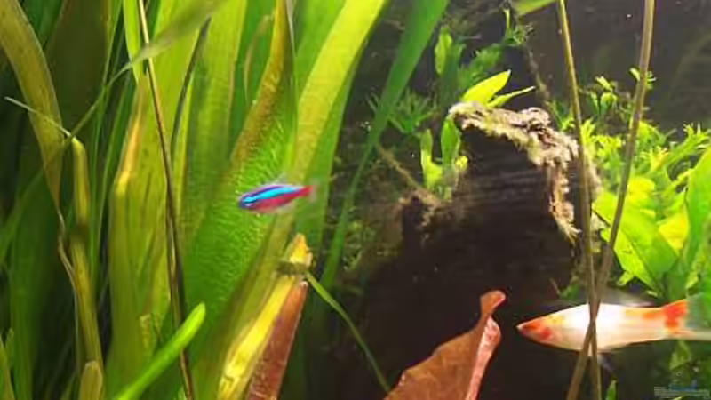 Pflanzen im Aquarium Becken 2247 von Michael Baer (10)