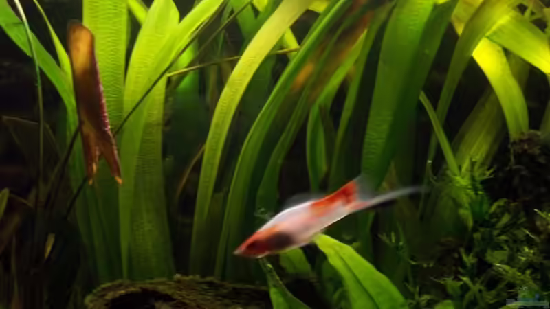 Pflanzen im Aquarium Becken 2247 von Michael Baer (5)