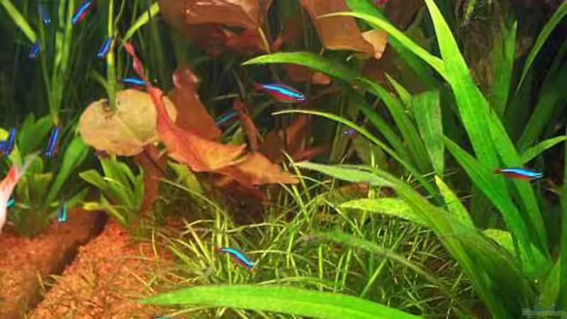 Pflanzen im Aquarium Becken 2247 von Michael Baer (6)