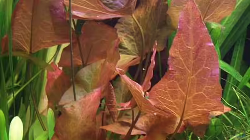 Pflanzen im Aquarium Becken 2247 von Michael Baer (7)