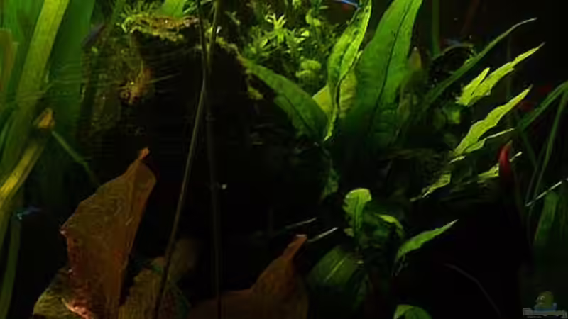 Pflanzen im Aquarium Becken 2247 von Michael Baer (8)