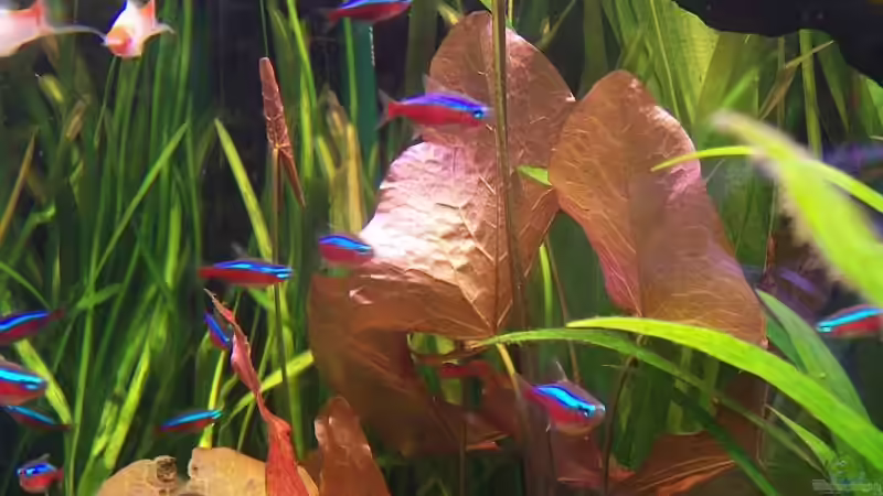 Pflanzen im Aquarium Becken 2247 von Michael Baer (9)