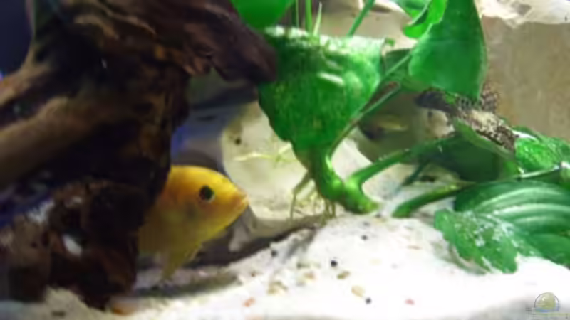 Pflanzen im Aquarium Becken 2250 von Michael Kirchhoff (3)