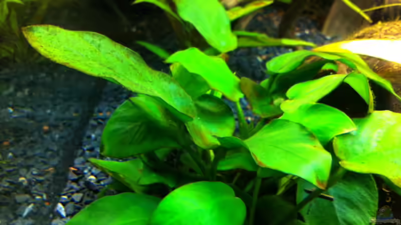 Pflanzen im Aquarium Becken 22527 von Björn Heuer (3)