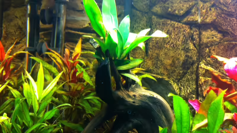 Pflanzen im Aquarium Becken 22527 von Björn Heuer (4)