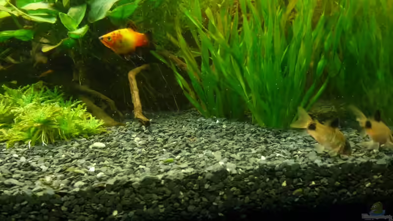 Pflanzen im Aquarium Becken 22527 von Björn Heuer (5)