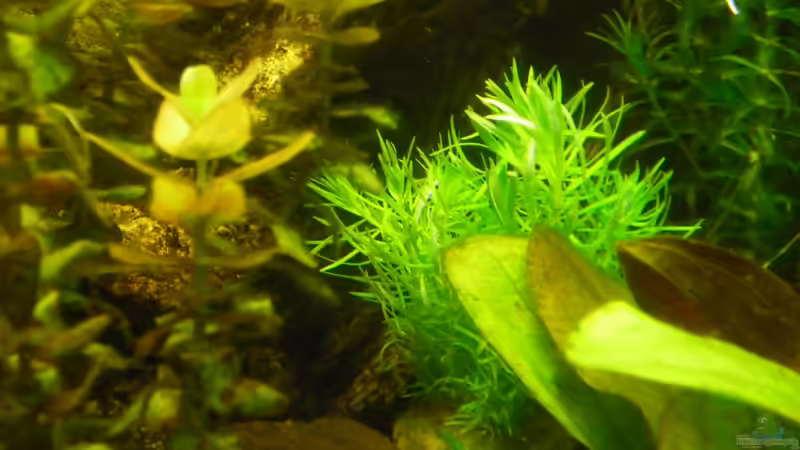 Pflanzen im Aquarium Becken 22527 von Björn Heuer (6)