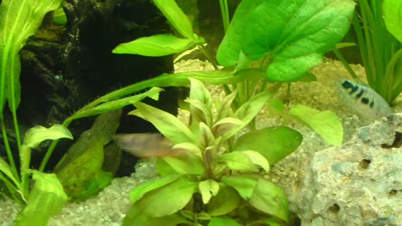 Pflanzen im Aquarium Becken 2256 von Steven Tumma (4)