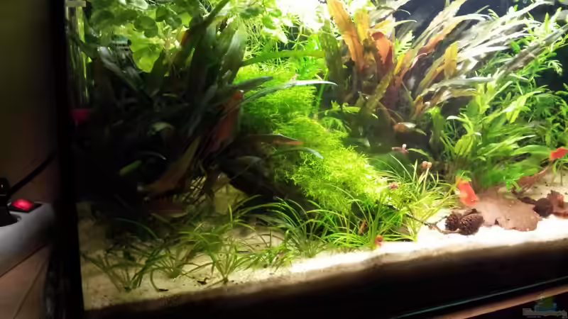 Pflanzen im Aquarium Becken 22586 (nicht mehr aktuell) von janemann (4)