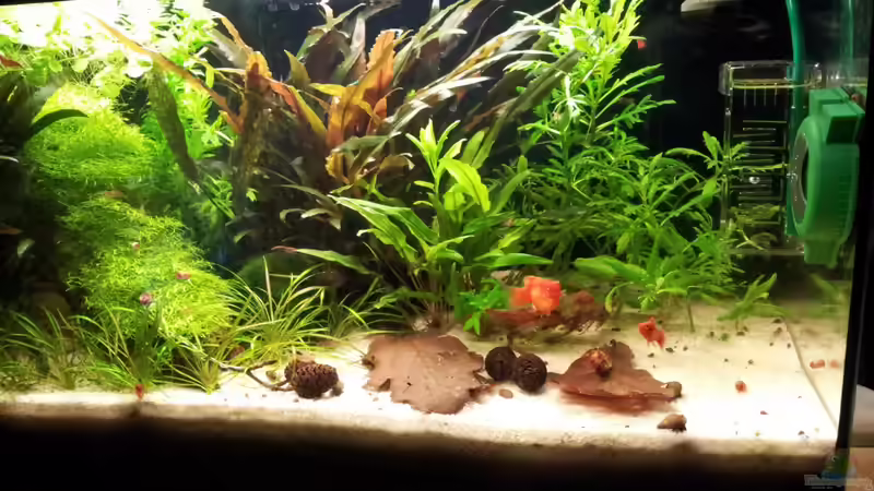 Pflanzen im Aquarium Becken 22586 (nicht mehr aktuell) von janemann (5)