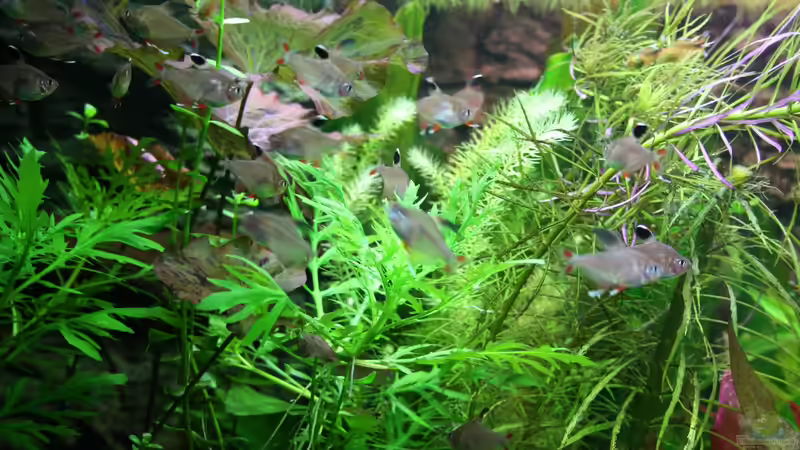 Pflanzen im Aquarium Becken 22655 von Hot (14)