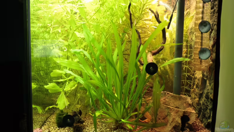 Pflanzen im Aquarium Becken 22655 von Hot (16)