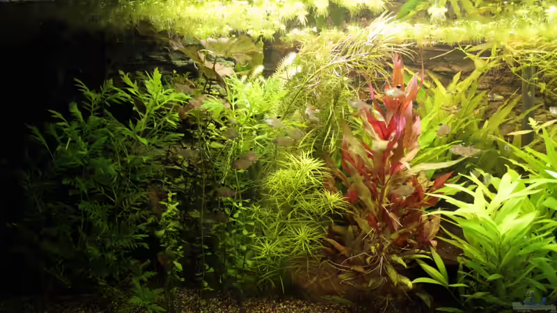 Pflanzen im Aquarium Becken 22655 von Hot (19)