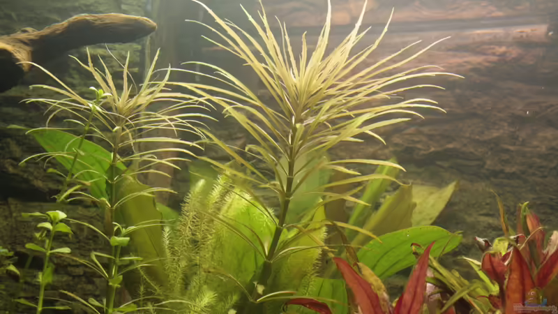 Pflanzen im Aquarium Becken 22655 von Hot (7)
