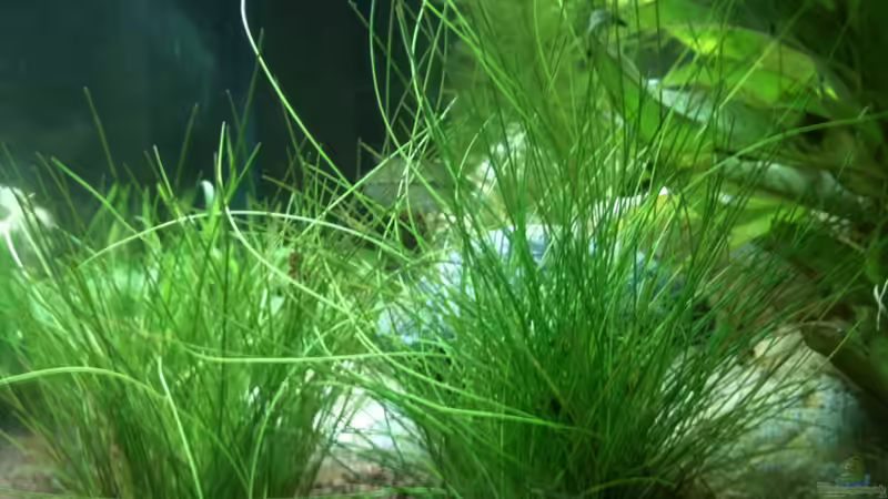 Pflanzen im Aquarium Becken 22703 von seegeist (3)