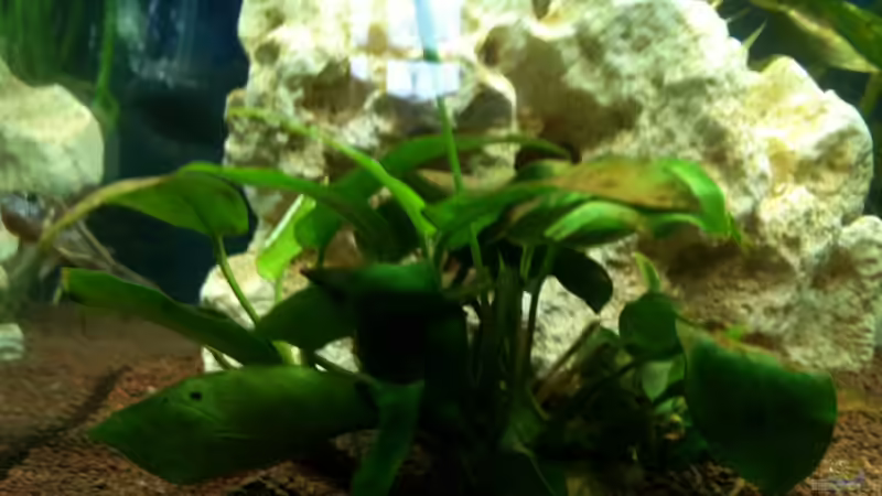 Pflanzen im Aquarium Becken 22703 von seegeist (5)