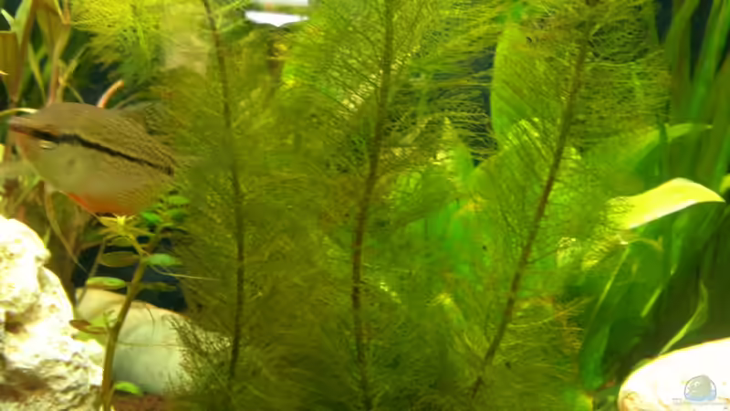 Pflanzen im Aquarium Becken 22703 von seegeist (6)