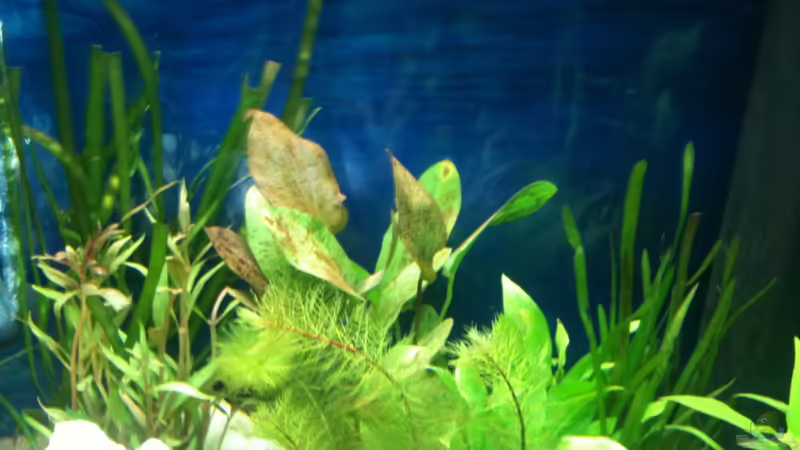 Pflanzen im Aquarium Becken 22703 von seegeist (7)