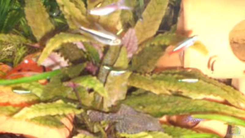 Pflanzen im Aquarium Becken 2279 von Tobias Ziemzek (10)