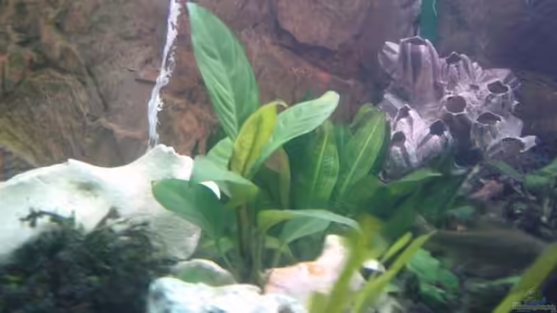 Pflanzen im Aquarium Becken 22832 von Christian P. (4)