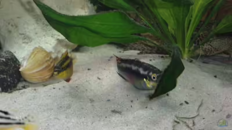 Pflanzen im Aquarium Becken 22832 von Christian P. (5)