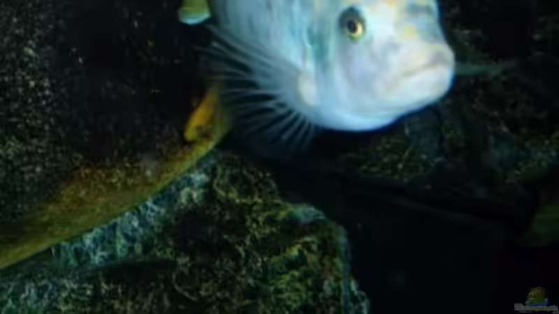 Pflanzen im Aquarium Becken 22860 (nur noch als Beispiel) von MADNESS1.0 (10)