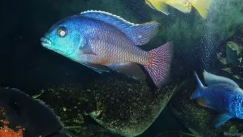 Pflanzen im Aquarium Becken 22860 (nur noch als Beispiel) von MADNESS1.0 (11)