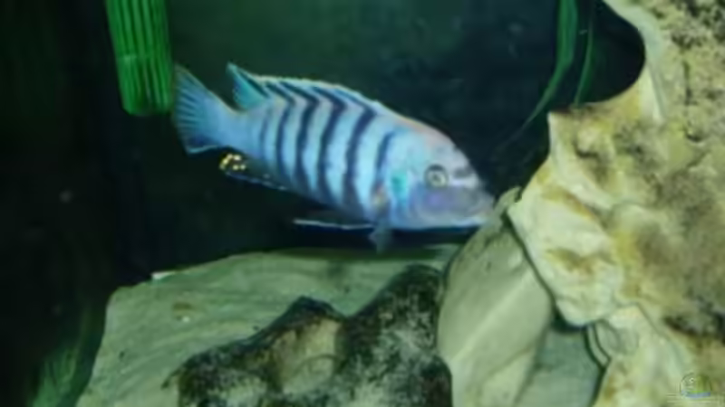 Pflanzen im Aquarium Becken 22860 (nur noch als Beispiel) von MADNESS1.0 (12)