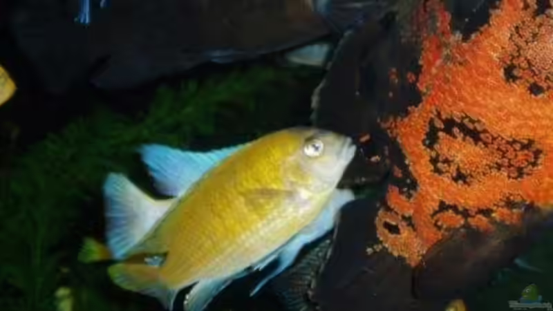 Pflanzen im Aquarium Becken 22860 (nur noch als Beispiel) von MADNESS1.0 (13)