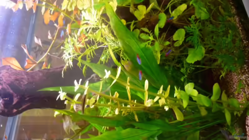 Pflanzen im Aquarium Becken 23059 von dirkvader71 (11)