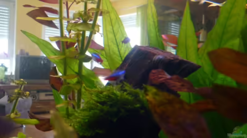 Pflanzen im Aquarium Becken 23059 von dirkvader71 (12)