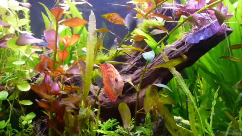 Pflanzen im Aquarium Becken 23059 von dirkvader71 (8)