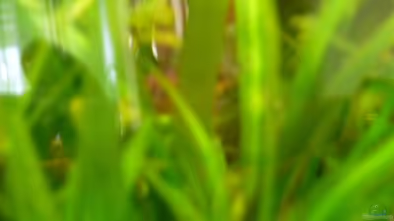 Pflanzen im Aquarium Becken 23059 von dirkvader71 (9)