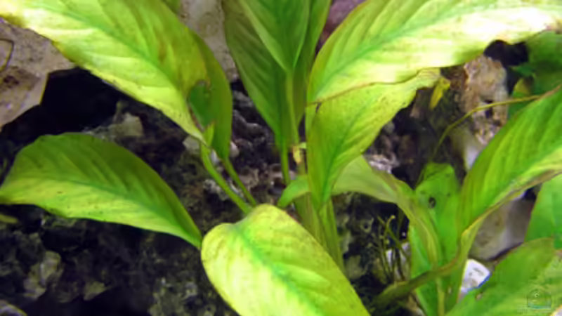 Pflanzen im Aquarium Becken 2319 von Jerome Homann (9)