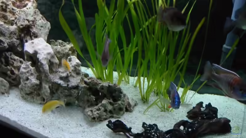 Pflanzen im Aquarium Becken 233 von Andre Hofsäss (4)