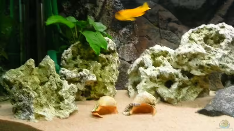 Pflanzen im Aquarium Becken 23319 von janosch (3)