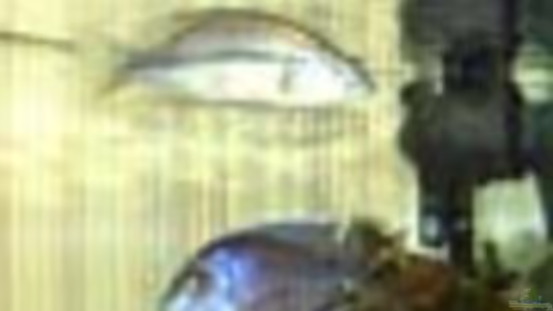 Pflanzen im Aquarium Becken 234 von Frank Sanné (10)