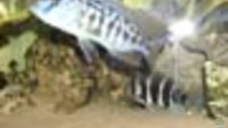 Pflanzen im Aquarium Becken 234 von Frank Sanné (4)