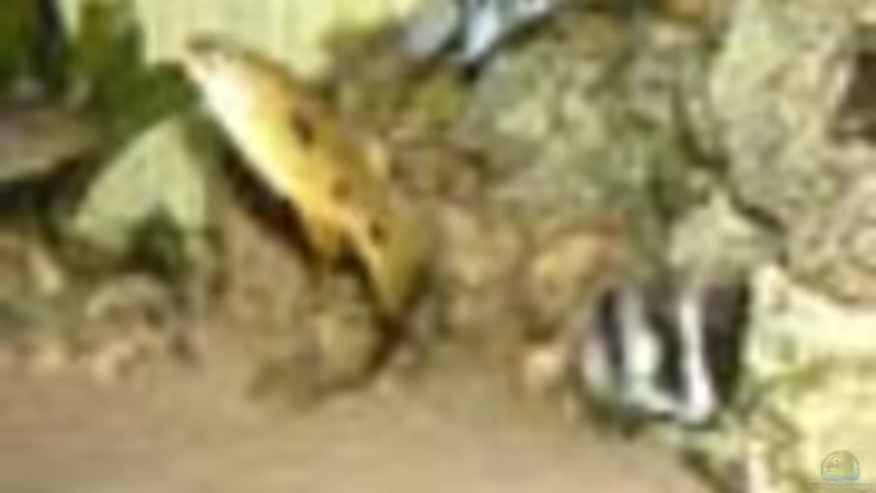 Pflanzen im Aquarium Becken 234 von Frank Sanné (5)