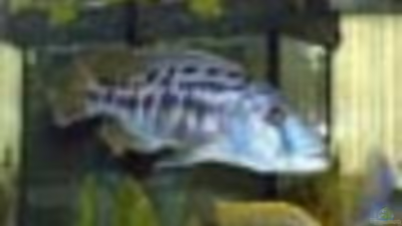 Pflanzen im Aquarium Becken 234 von Frank Sanné (6)