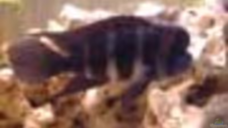 Pflanzen im Aquarium Becken 234 von Frank Sanné (8)