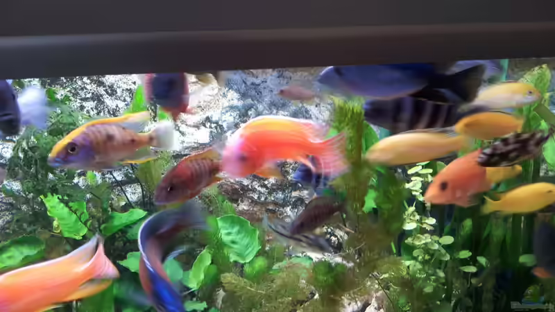 Pflanzen im Aquarium Becken 23404 von Alex Häussler (3)