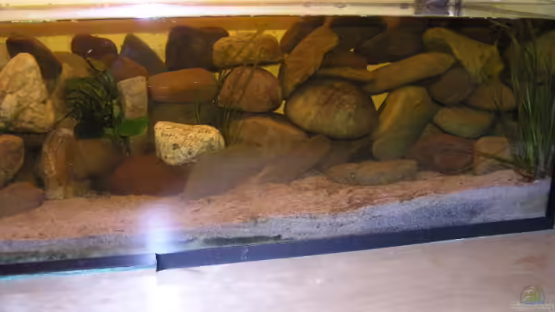 Pflanzen im Aquarium Becken 2341 von David Leßnig (3)