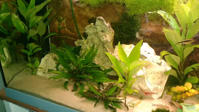 Pflanzen im Aquarium Becken 23415 von Steph Anie (6)