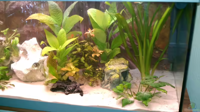 Pflanzen im Aquarium Becken 23415 von Steph Anie (7)