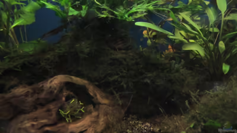 Pflanzen im Aquarium Becken 23505 von Shazrak (10)