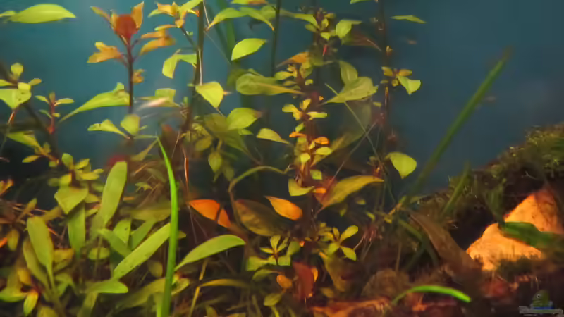 Pflanzen im Aquarium Becken 23505 von Shazrak (11)